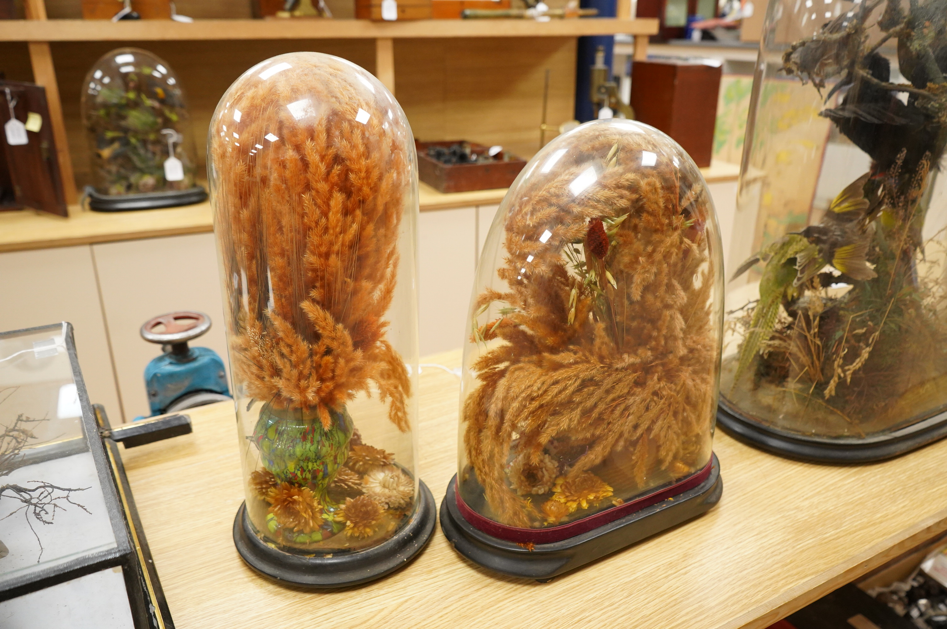 Two Victorian fauna displays under domes with ebonised bases, containing dried grasses and flowerheads, together with fabric butterflies, tallest 46cm, both af